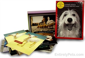 Animal Antics - All Occasion Greeting Cards