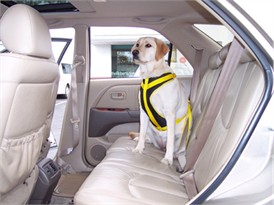 Canine Auto Safety Harness 