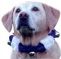 Bell Collar - SMALL