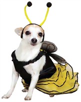 Casual Canine Bee Mine Costume Yellow - XSMALL