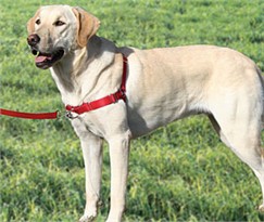 Easy Walk Harness - BLACK