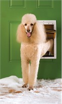 Petsafe - Extreme Weather Door, White, Large