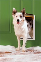 Petsafe - Extreme Weather Door, White, Med
