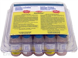 GiardiaVax  (25 doses)