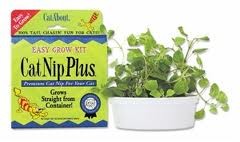 Cat A'bout Cat Nip Plus Tub - Single Size (250 grams)