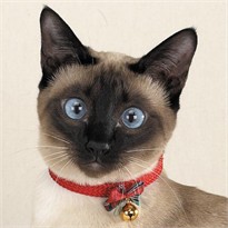 Zanies Jingle Bell Collars GREEN for CATS - 12in