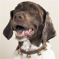 Zanies Jingle Bell Collars GREEN for DOGS - 16in