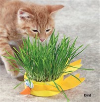 Kitty Can Chew Grow-A-Heads  