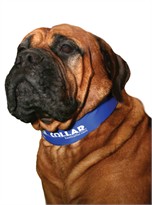 Kool Collar Electric Blue