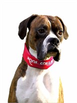 Kool Collar Stop Sign Red (Small)