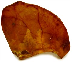 Pig Ears SINGLES