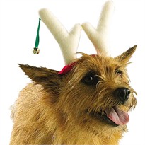 Reindeer Antlers - LARGE