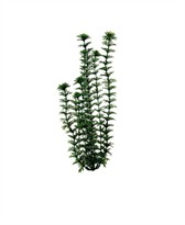 Tetra Water Wonders Aquarium Plant Ambulia 18"