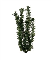Tetra Water Wonders Aquarium Plant Cabomba 9"