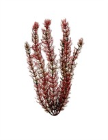 Tetra Water Wonders Aquarium Plant Foxtail 18"