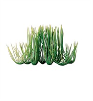 Tetra Water Wonders Aquarium Plant Hairgrass 9"