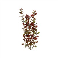 Tetra Water Wonders Aquarium Plant Red Ludwigia 6"