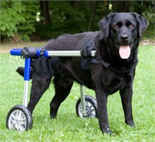 Walkin' Wheels for Handicapped Pets - Large