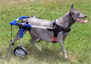 Walkin' Wheels for Handicapped Pets - Medium