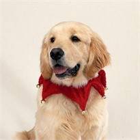 Red Glitter Christmas Scrunchy Collar Medium/Large (10"-26")